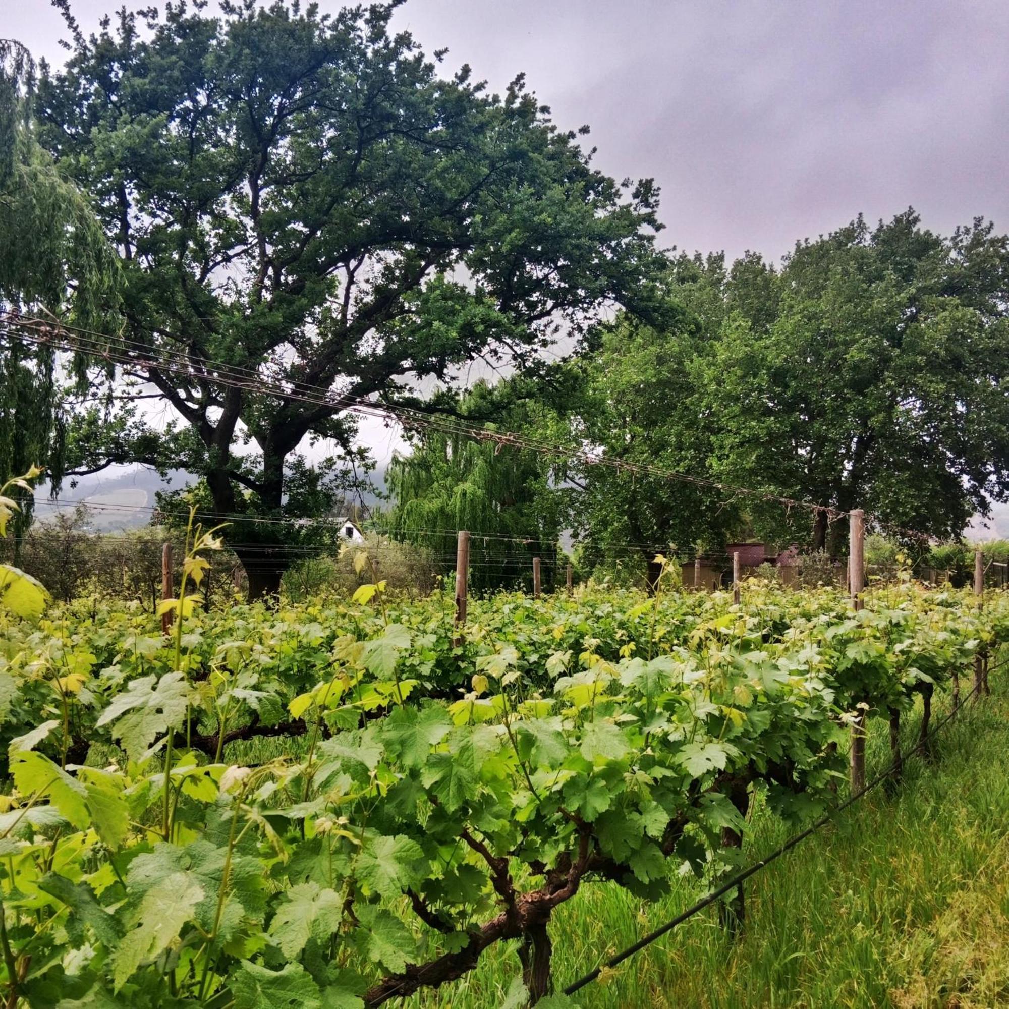 Cabernet Cottage Franschhoek Eksteriør billede
